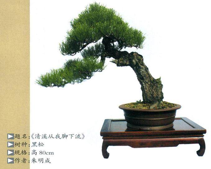 第八届中国盆景展已经在美丽的安康落下帷幕