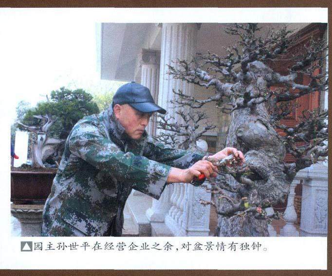 湖北盛园主孙世平先生喜好盆景20余年