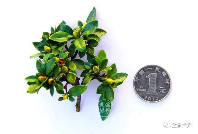 云南杜鹃盆景浅析【图解】