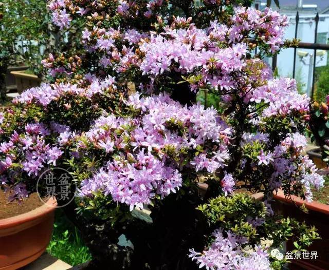 云南杜鹃盆景浅析【图解】