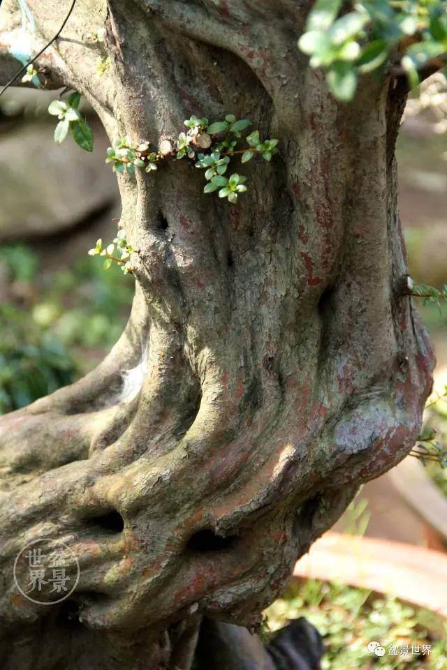 云南杜鹃盆景浅析【图解】