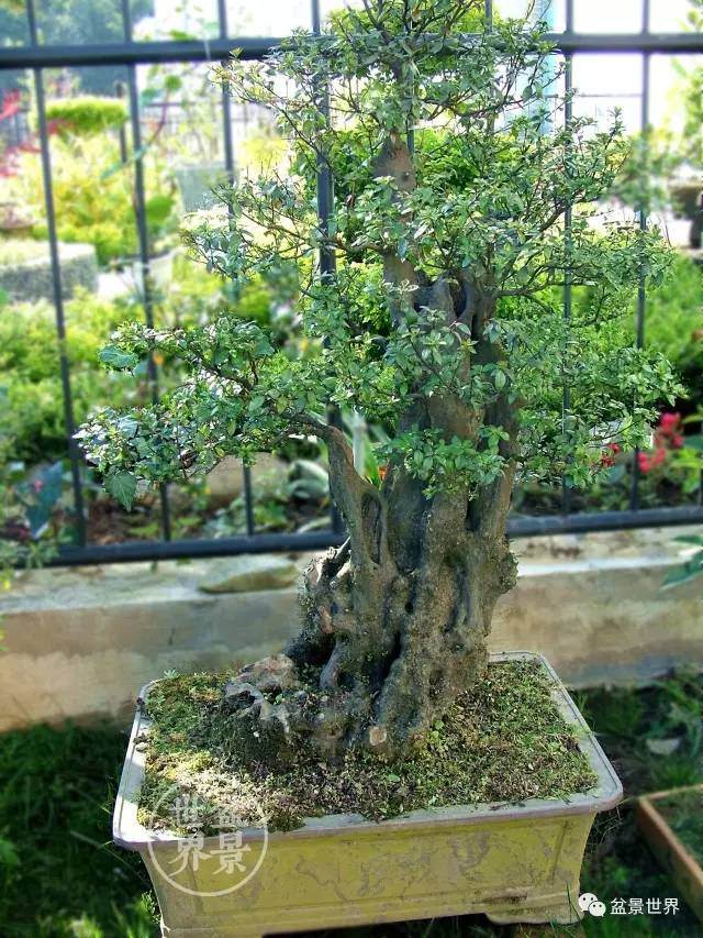 云南杜鹃盆景浅析【图解】