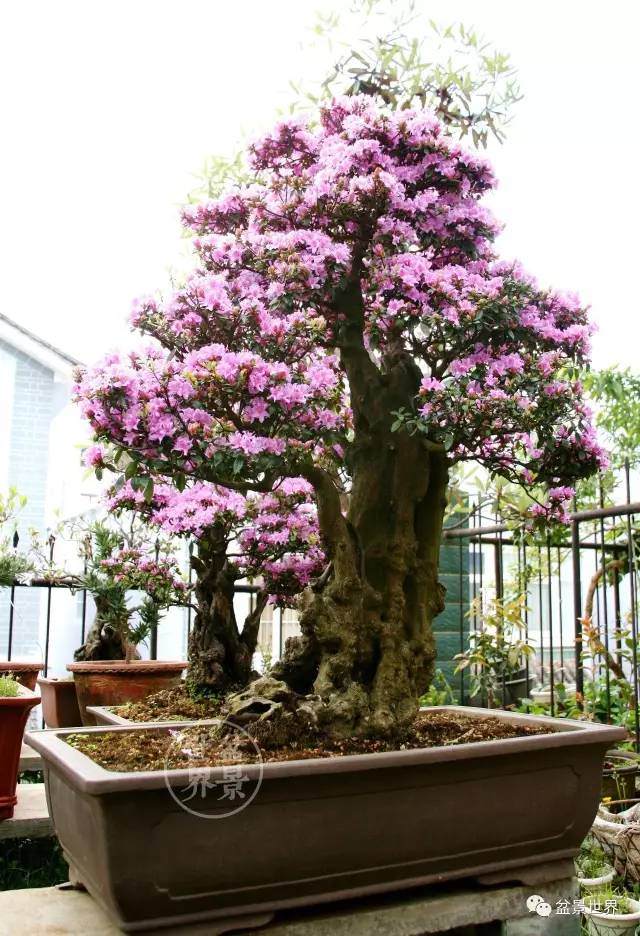 云南杜鹃盆景浅析【图解】