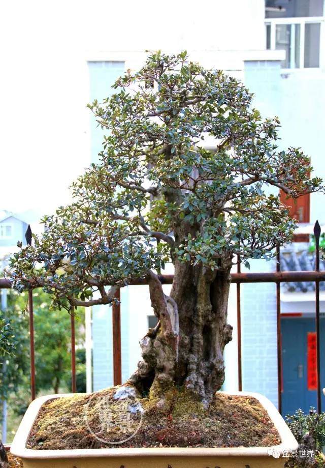 云南杜鹃盆景浅析【图解】