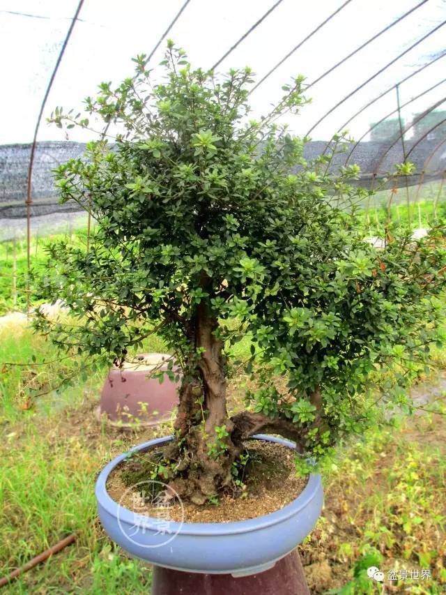 图解 云南杜鹃盆景浅析 图片