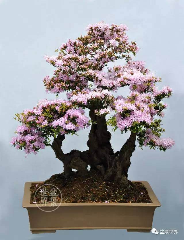 图解 云南杜鹃盆景浅析 图片