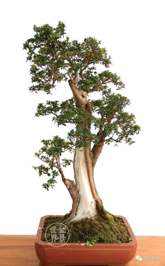 图解 云南杜鹃盆景浅析 图片