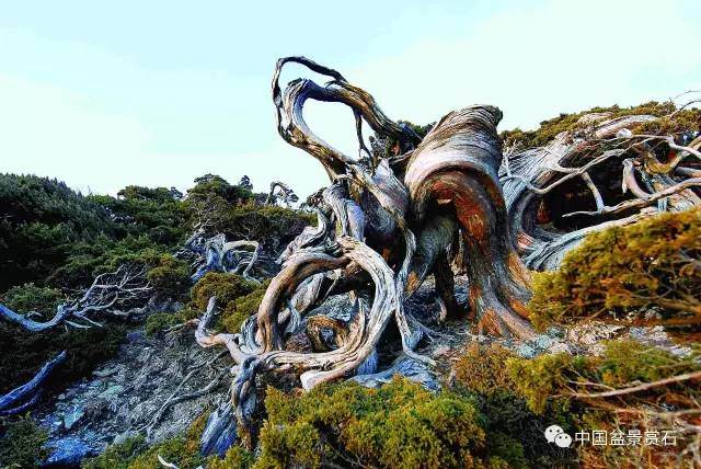 现代盆景的下一个猜想&mdash;&mdash;超越写实