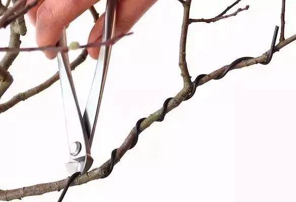 盆景盘扎后嵌丝怎么办?【图解】