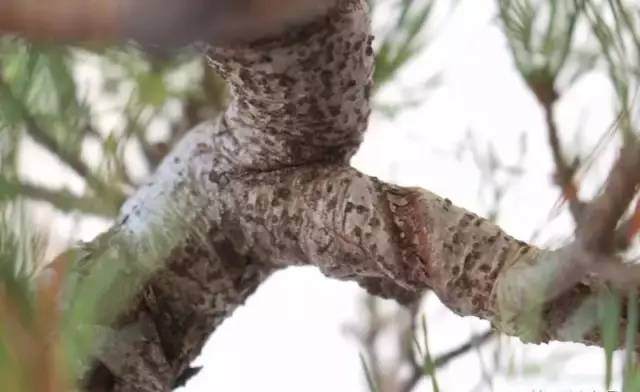 盆景盘扎后嵌丝怎么办?【图解】