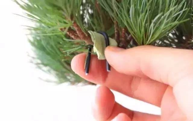 盆景盘扎后嵌丝怎么办?【图解】