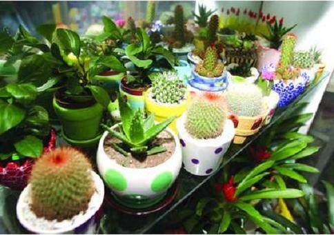 开一家盆景店的关健问题在哪?