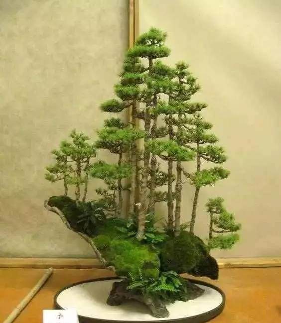 丛林盆景布局可以用20个字概括