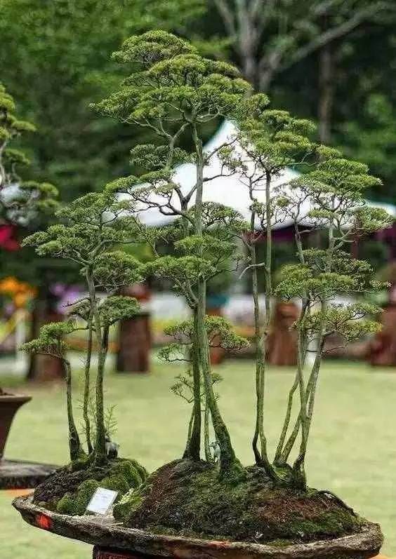 丛林盆景布局可以用20个字概括