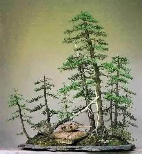 丛林盆景布局可以用20个字概括