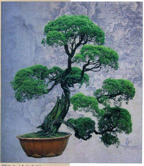 把中国盆景佳作传承下来是我们当人义不容辞的责任