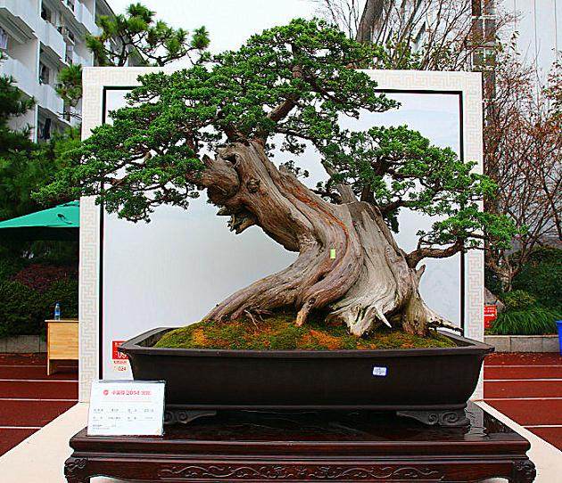 我们中国盆景跟日本相比还是很有差距！