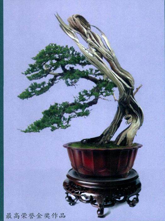 南京一场别开生面的盆景评比活动在古林盆景园举行