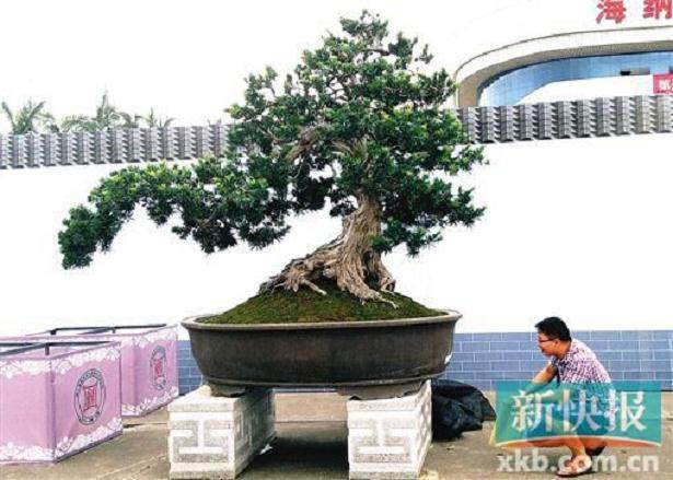 记中国盆景高级技师刘学武