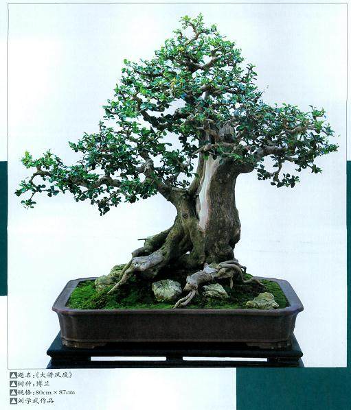 记中国盆景高级技师刘学武