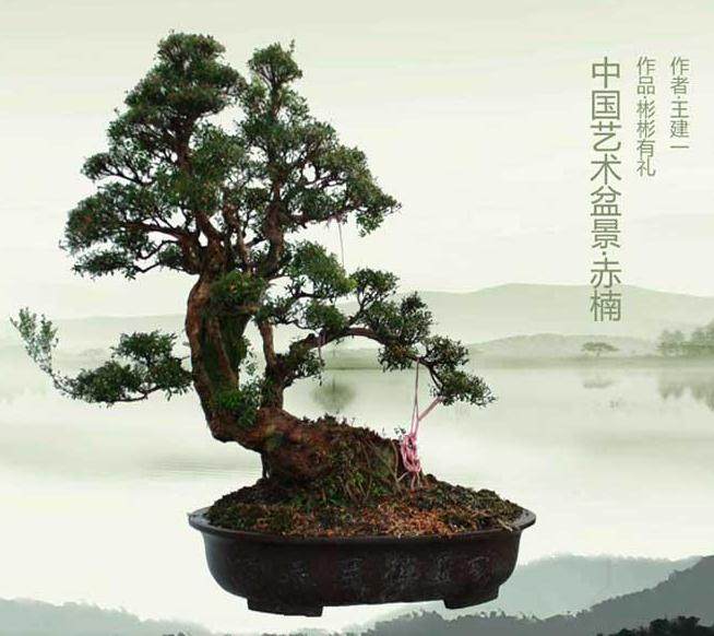 魏积泉、唐山为建瓯石展评奖并考察建瓯盆景