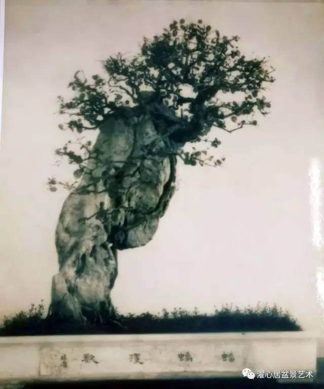 叶恩甫——岭南附石盆景的探索先驱