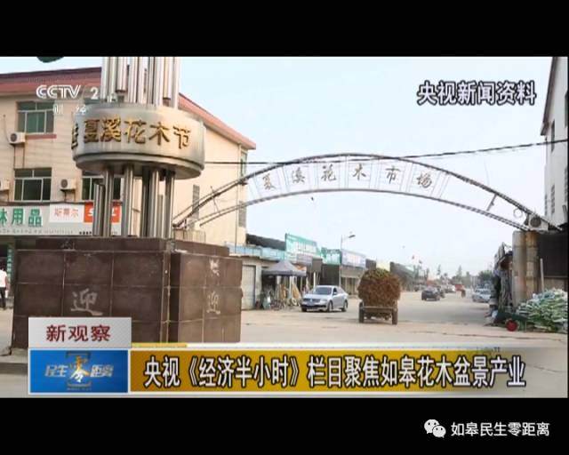 央视《经济半小时》栏目聚焦如皋花木盆景产业