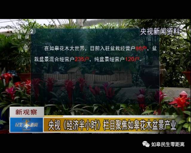 央视《经济半小时》栏目聚焦如皋花木盆景产业