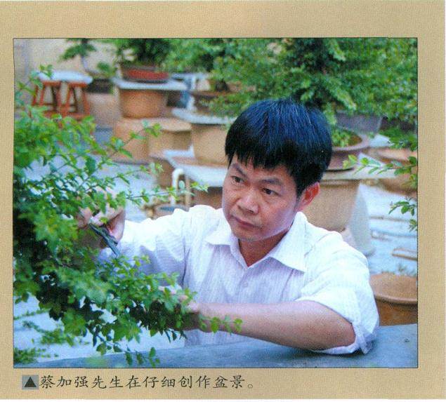 泉州盆景艺术家--蔡加强