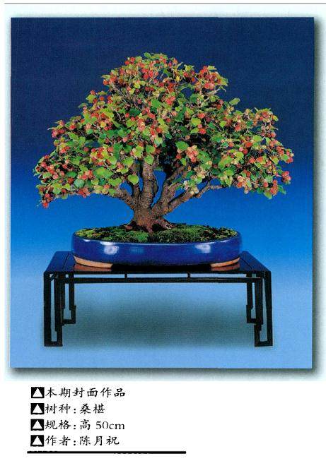 本期封面选用了台湾陈月祝女士的桑椹盆景作品【图】