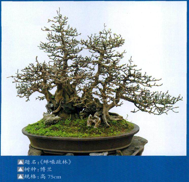 海口南渡江畔的海南花卉大世界，有一家楚风盆景园