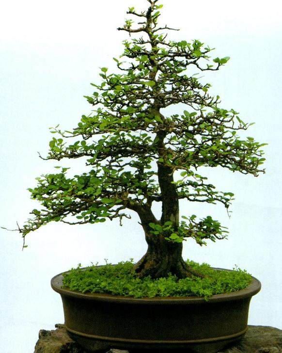 海口南渡江畔的海南花卉大世界，有一家楚风盆景园