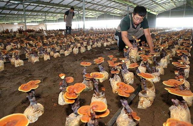 山东90后大学生创客鹿秀栋培育灵芝盆景 年入多少万!