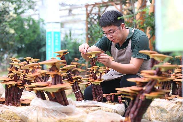 山东90后大学生创客鹿秀栋培育灵芝盆景 年入多少万!