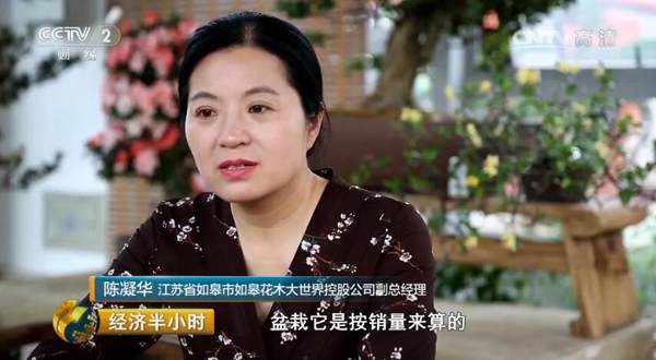 《经济半小时》报道如皋花木盆景产业