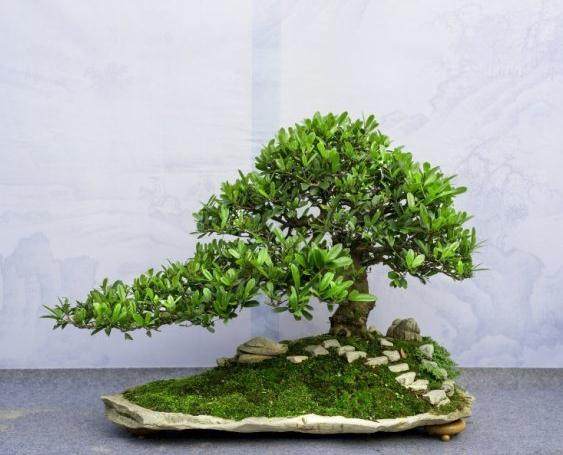 《花木盆景》盆景赏石版期待您的来稿