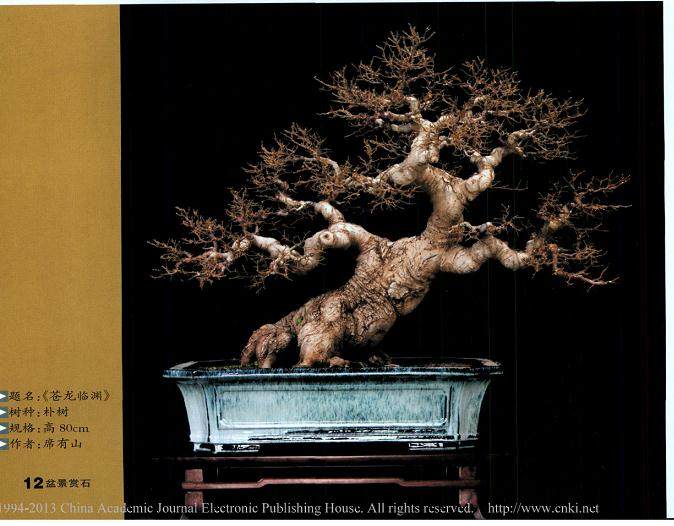 河南省漯河市席有山先生自建的私家盆景园