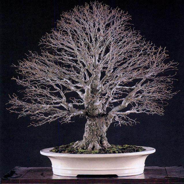 台湾盆景艺术家--陈文娟