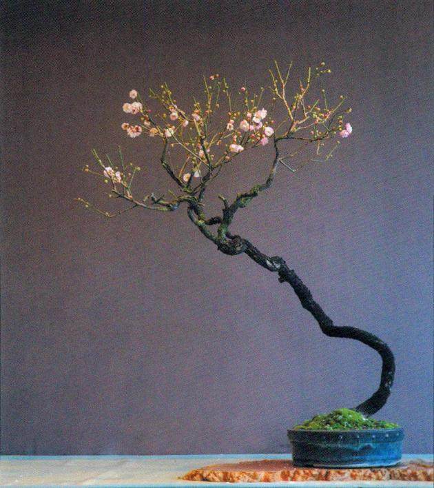 女性盆景艺术家创作的作品中是否具有女性意识?