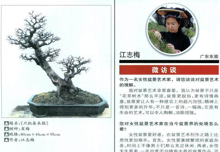女性盆景艺术家--江志梅