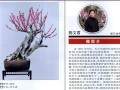 台州女性盆景艺术家陈文君