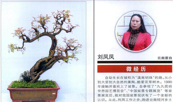 女性盆景艺术家--刘凤凤