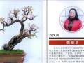女性盆景艺术家刘凤凤