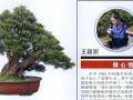 女性盆景艺术家王颖丽