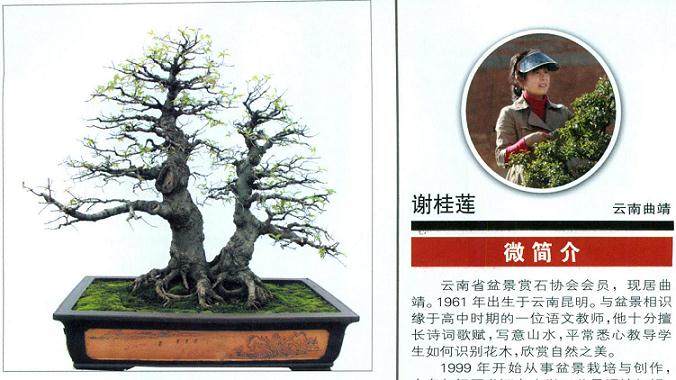 女性盆景艺术家--谢桂莲