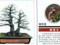 女性盆景艺术家谢桂莲