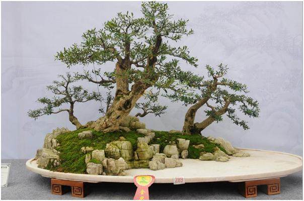 山东盆景专业委员会会员代表大会在新泰市召开