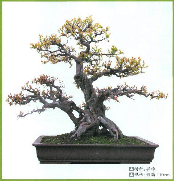 广西南宁青年企业家鲁豹先生的私家盆景园