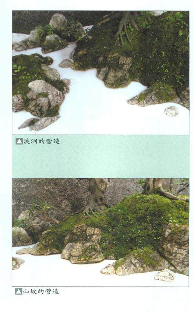 本人树石盆景的制作手记!