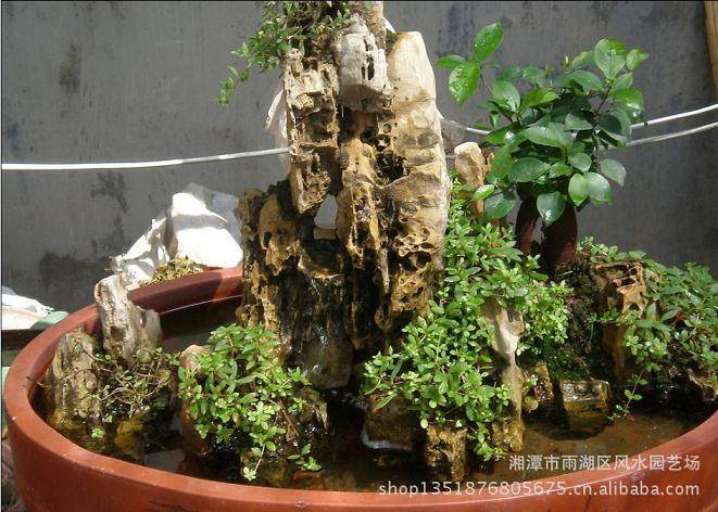 湘潭市白石盆景艺术协会召开年会